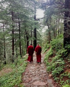 Buddhist monks nature walk