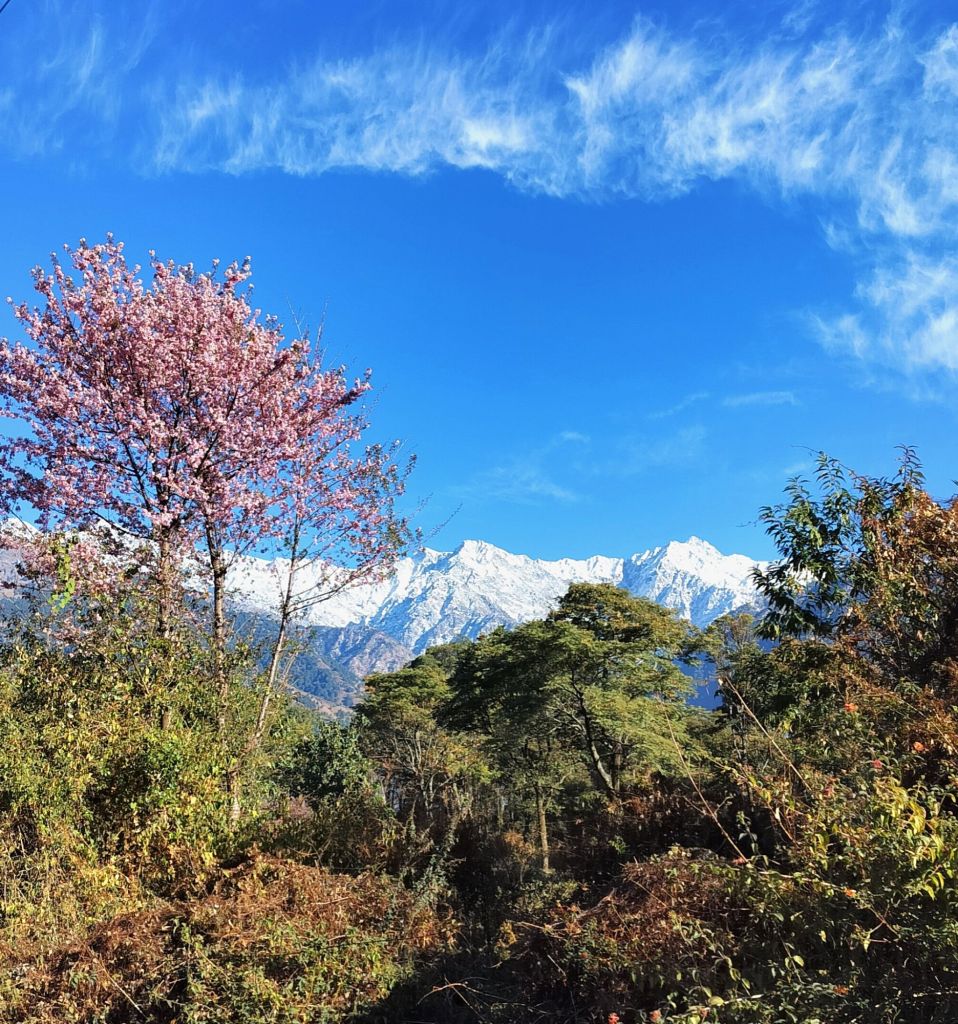 Snow capped dhauladhar Himalayan mountain range as seen from Palampur, Himachal Pradesh, India